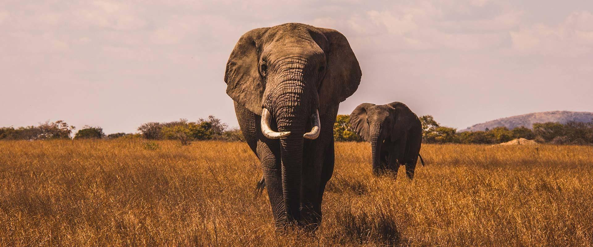 Group trips to Tanzania