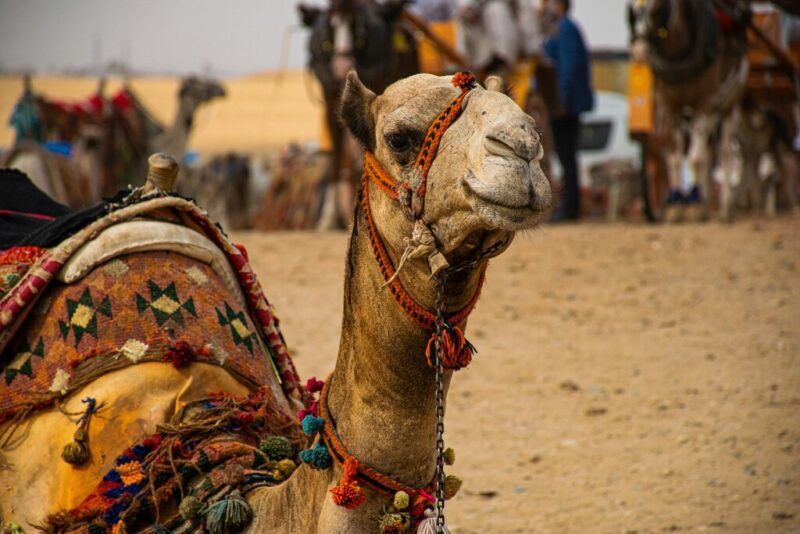 Close-up of a camel with ornate, colorful, tasseled saddle blankets, set near the Pyramids of Giza.