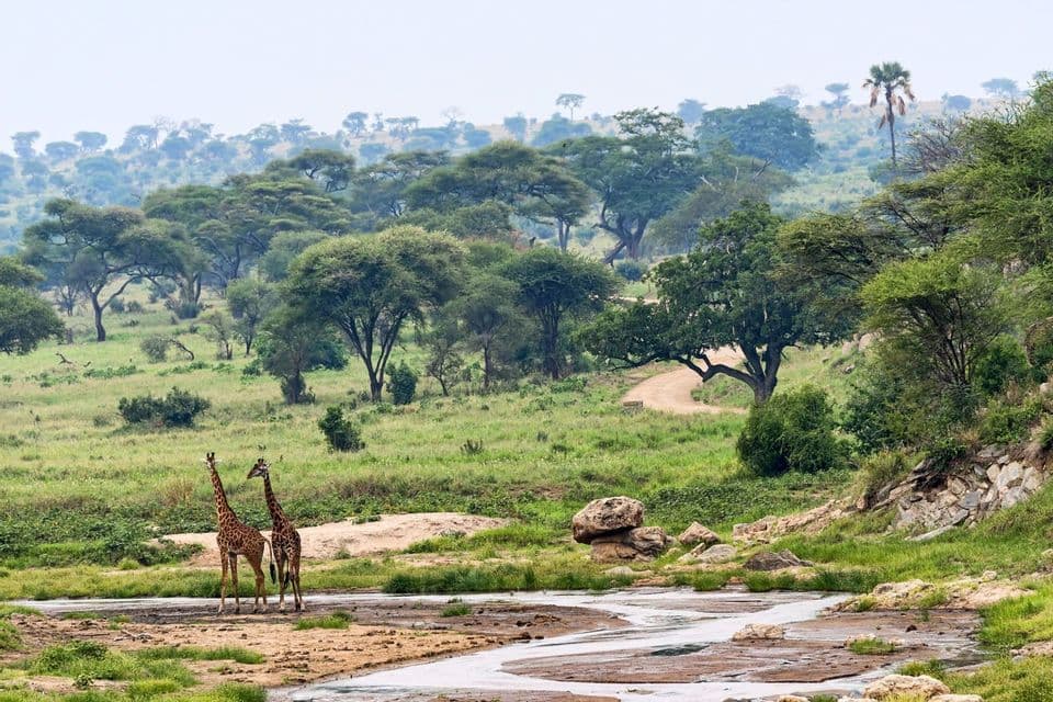 Two giraffes stand beside a shallow river in a green savanna landscape with numerous trees and rolling hills in the background.
