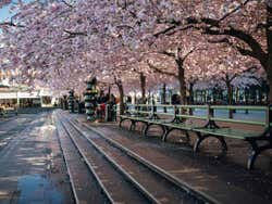 View looking down a park way lined with cherry blossom trees blooming over benches