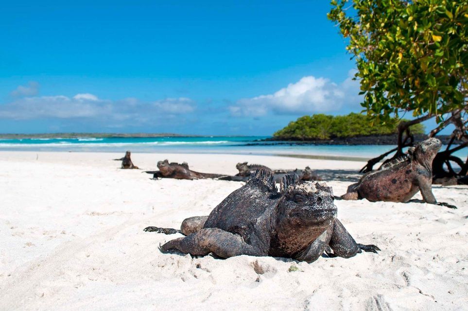 Several marine iguanas rest on a white sand beach beside a turquoise ocean under a bright blue sky.