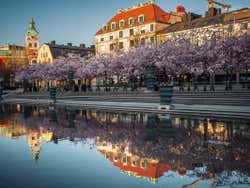 View looking at Kungstradgarden Park lined with cherry blossom trees