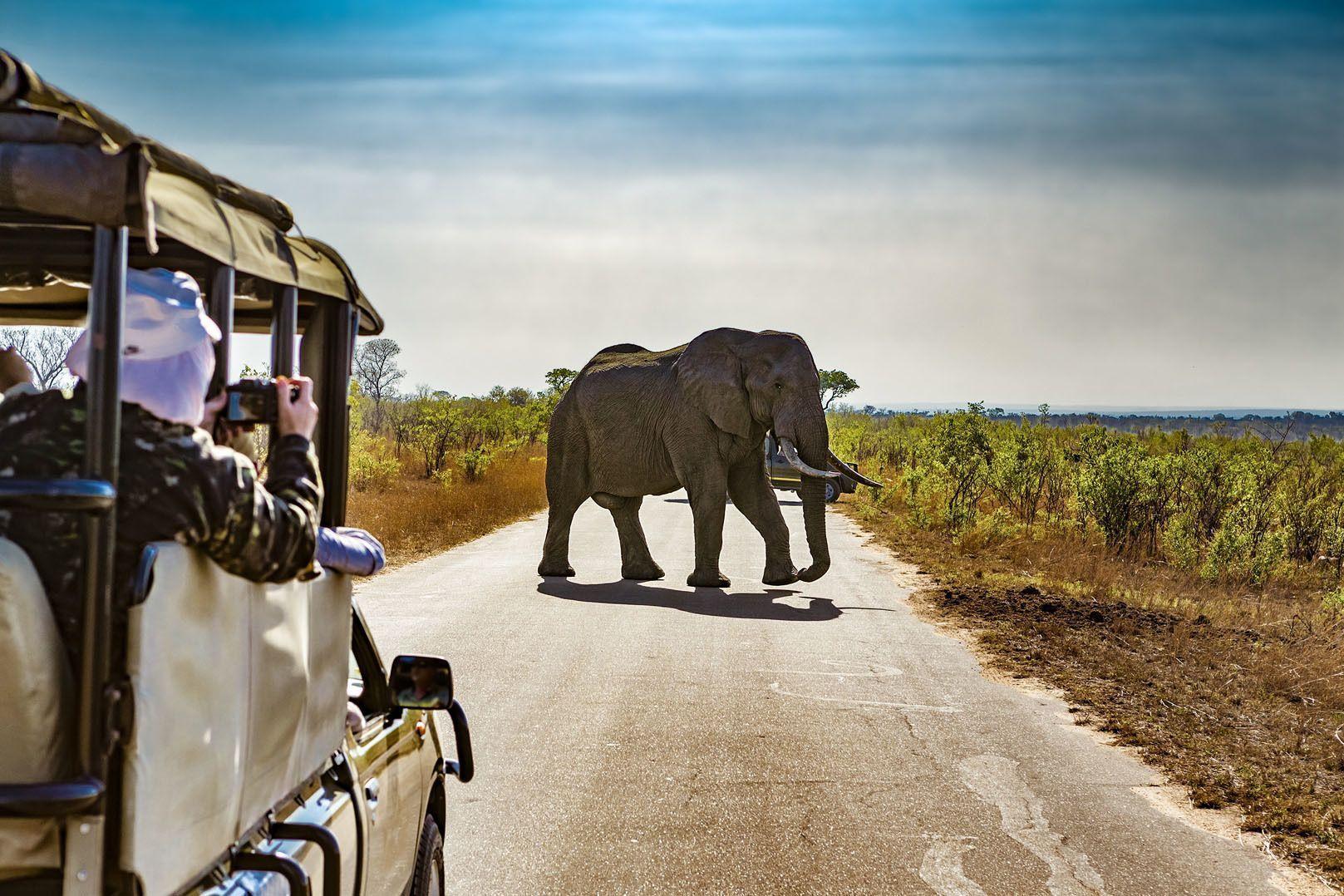 Foto di un elefante che attraversa la strada durante un safari in Africa - WeRoad